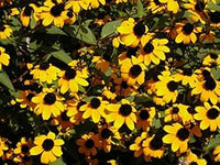 Rudbeckia Flower Seeds for Planting, Yellow Blooms, 100 pcs