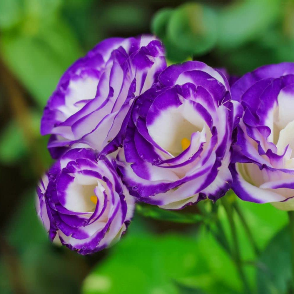 White & Blue Eustoma (Lisianthus) Flower Seeds for Planting - Heirloom, NON-GMO, Easy to Grow