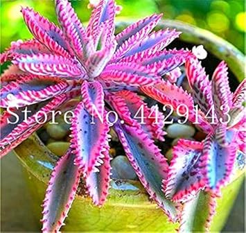 Bromeliad Tillandsia Bulbosa Pink Seeds for Planting NON GMO Seeds