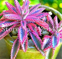 Bromeliad Tillandsia Bulbosa Pink Seeds for Planting NON GMO Seeds