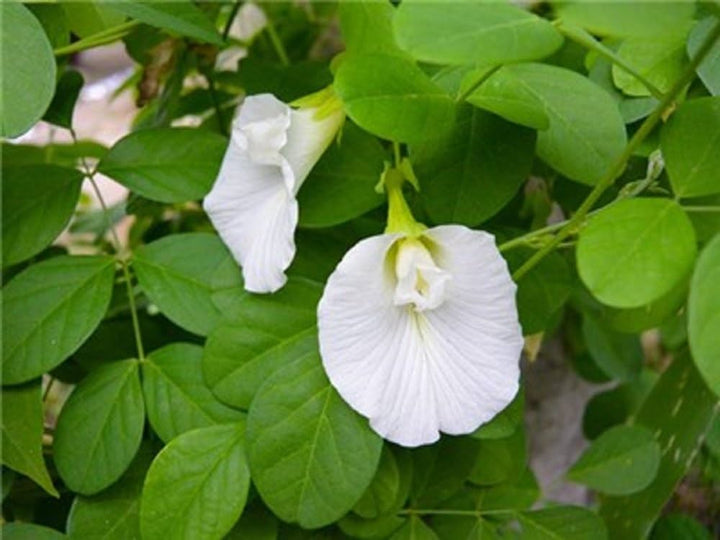 Clitoria Flower Seeds for Planting, White Blooms, 100 pcs