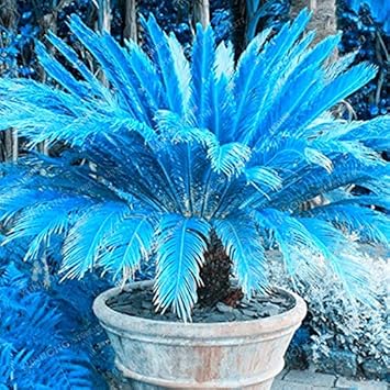 Cycas (Cycas scientific name) for planting in garden
