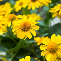 Heirloom Non-GMO Yellow Arnica Montana Flower Seeds for Medicinal and Mountain Garden Planting