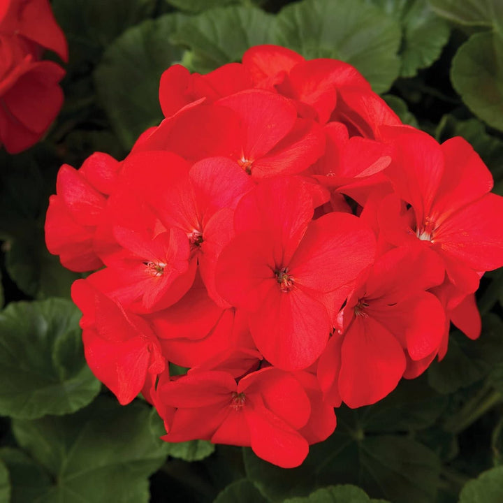 Red Geraniums Heirloom Non-GMO Seeds for Planting