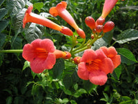 Enredadera Trompetan Flower Seeds for Planting - 100 pcs seeds for planting in home garden