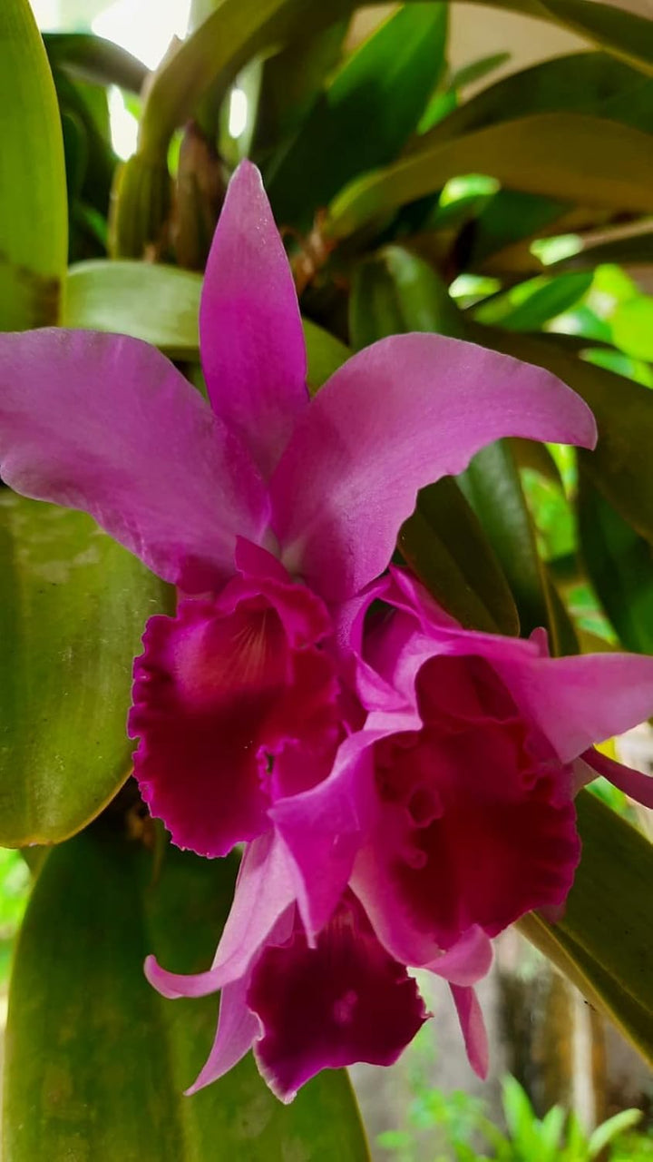 Heirloom Non-GMO Cattleya Orchid Flower Seeds for Planting – Exotic Fragrant Indoor Garden Blooms