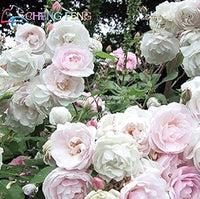 Light Pink Polyantha Rose Plant Seeds for Garden - Heirloom Non-GMO Seeds for Planting