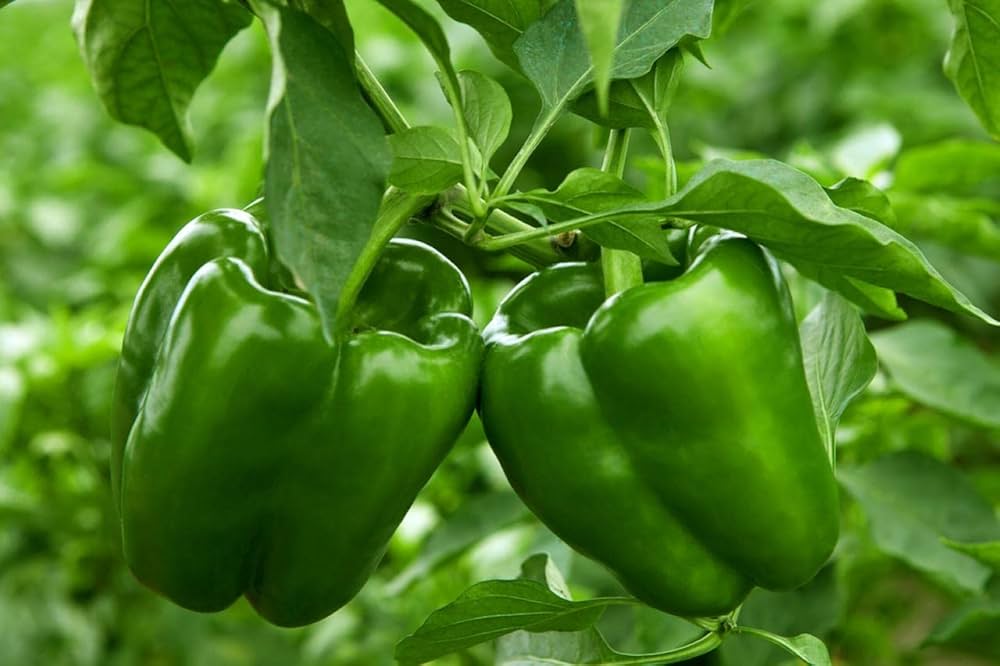 Bell Pepper Vegetable Seeds