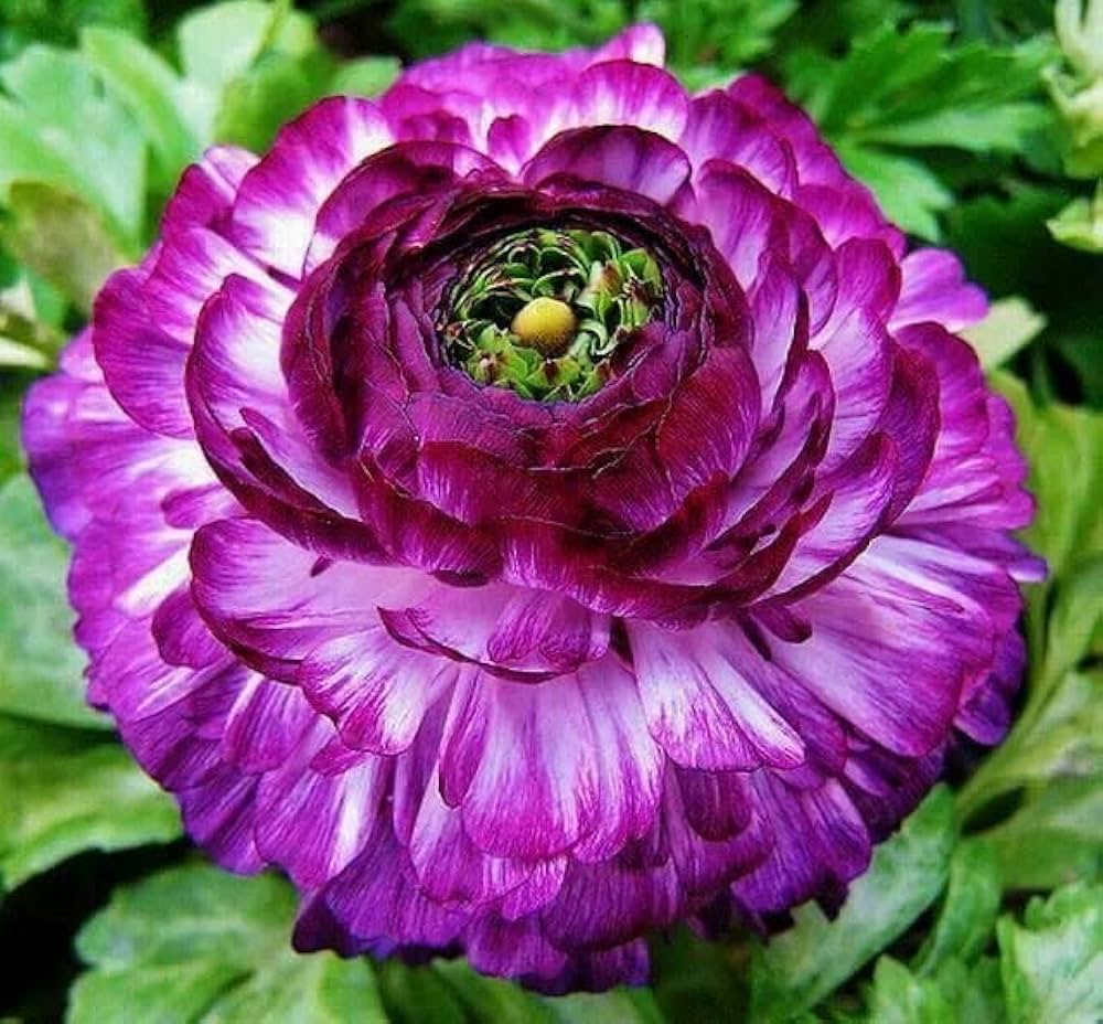 Brown Shade Japanese Ranunculus Flower Seeds ƒ?? Heirloom, Non-GMO Flower Seeds for Planting