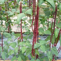 Long Bean Vegetable Seeds for Planting - 100 Pcs pcs