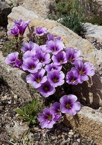 Purple Oxalis Laciniata Seeds ƒ?? Heirloom, Non-GMO Flower Seeds for Planting for planting in your garden.