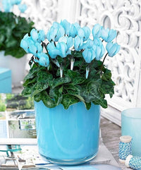 Blue Cyclamen Flower Seeds for Planting - NON GMO Seeds