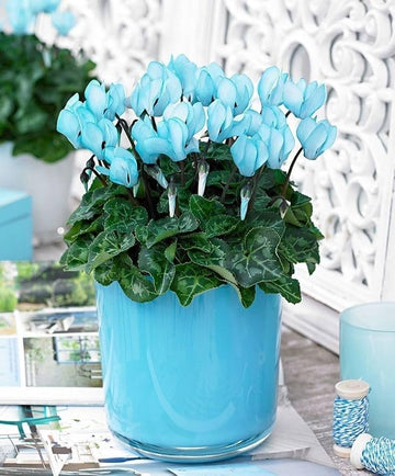 Blue Cyclamen Flower Seeds for Planting - NON GMO Seeds