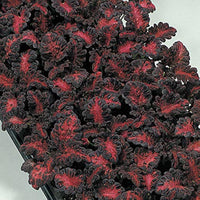 Black Dragon Coleus Flower Seeds for Planting - NON GMO Seeds seeds for planting in home garden