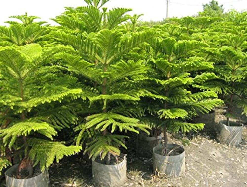 Green Araucaria Plant Seeds for Planting - 100 pcs for planting in your garden.