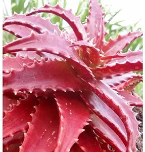 Rare Red Aloe Vera Plant Seeds for Planting-Heirloom & Non-GMO Seeds for planting ? Fresh Herb for Your Garden