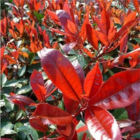 Red Photinia Planting Seeds for Garden NON GMO Seeds for planting in home garden