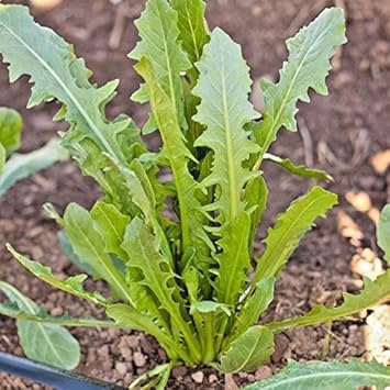 Green Catalogna Seeds for Planting - 100 Pcs pcs