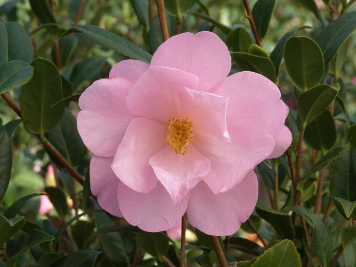 Camellia flower seeds planting, 100 pcs