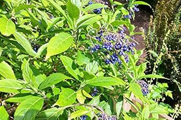 Blue Febrifuga Fruit Seeds - 10pcs, Rare Exotic Fruit for Garden Growth 100 Pcs pcs