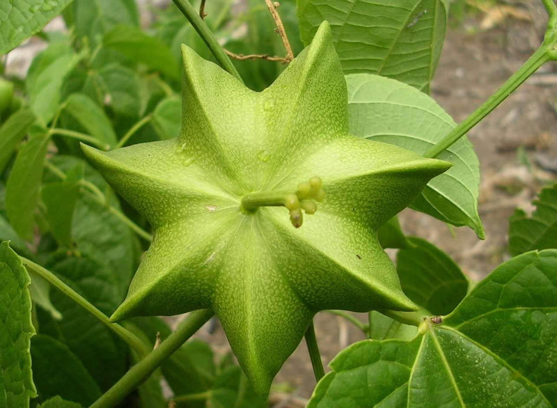 Plukenetia Plant Seeds Heirloom Non GMO Planting - 100 pcs