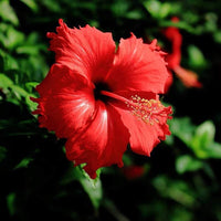 Heirloom Non-GMO Hibiscus Flower Seeds | Fresh Tropical Blooms for Garden & Balcony Planting
