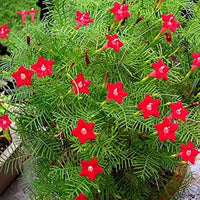 Red Cypress Seeds for Planting – Organic, Heirloom, Non-GMO Flower Seeds