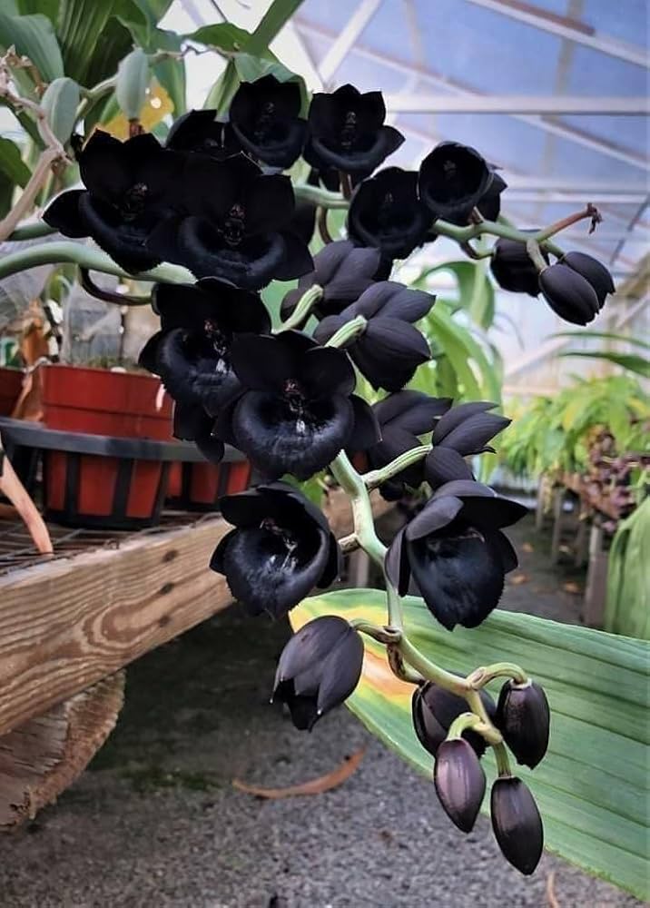 Black Dendrobium Flower Seeds for Planting - NON GMO Seeds