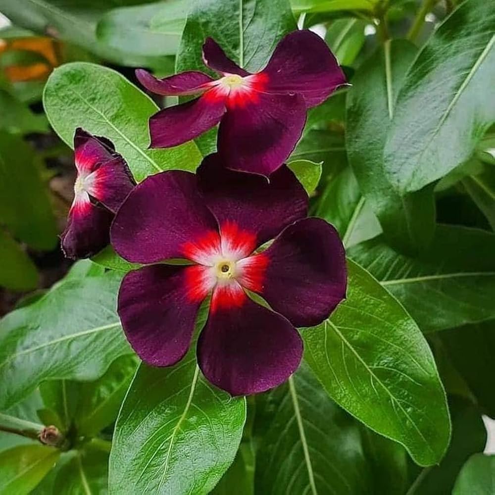 Fragrant Vinca Flower Seeds – Heirloom, Non-GMO Flower Seeds for Planting