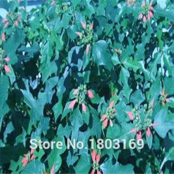 100 Pcs