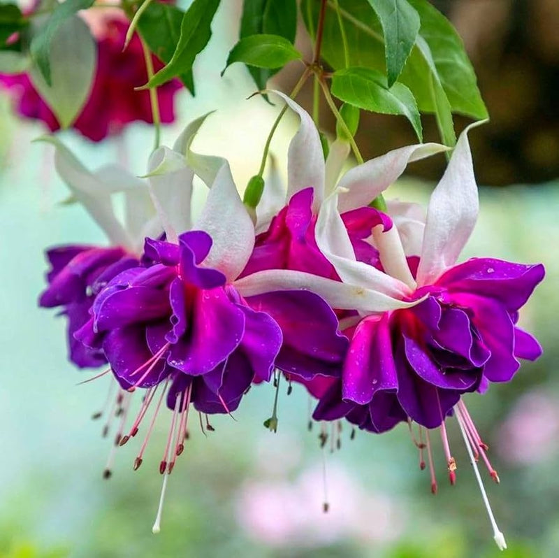 Fuchsias Flower Seeds Heirloom Non GMO Planting - 100 pcs