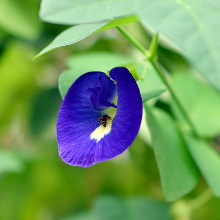 Heirloom Non-GMO Coral Pea Flower Seeds for Planting – Vibrant Climbing Blooming Seeds