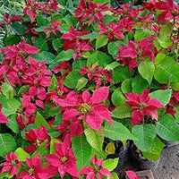 Poinsettia Flower Seeds for Planting ,Heirloom Seeds -100 pcs