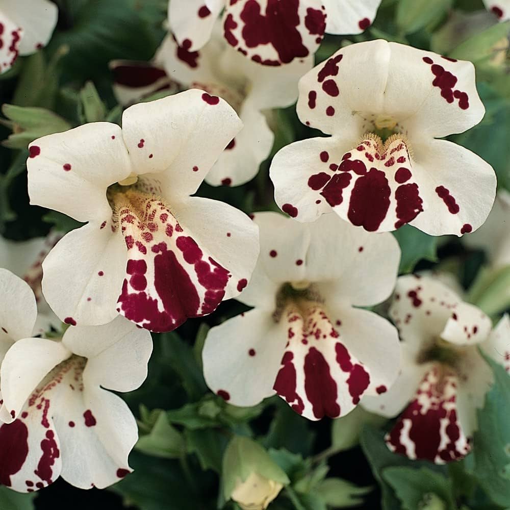 White Mimulus Hybridus Flower Seeds for Planting 100 pcs seeds for planting in home garden