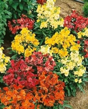 Mixed Erysimum Flower Seeds for Planting - 100 pcs