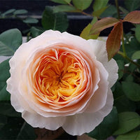Juliet Flower Seeds for Planting - NON GMO Seeds