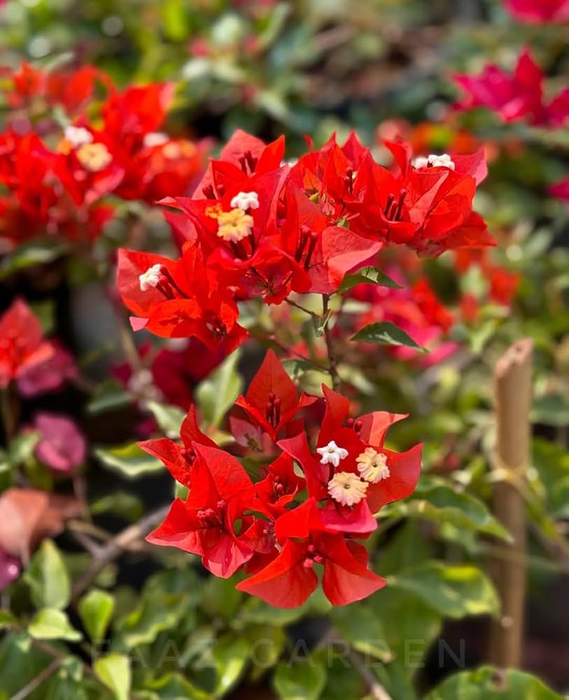 Vibrant Red Bougainvillea ornamental climber enhancing a sunny garden landscape.


