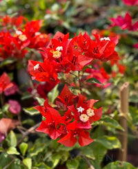 Vibrant Red Bougainvillea ornamental climber enhancing a sunny garden landscape.


