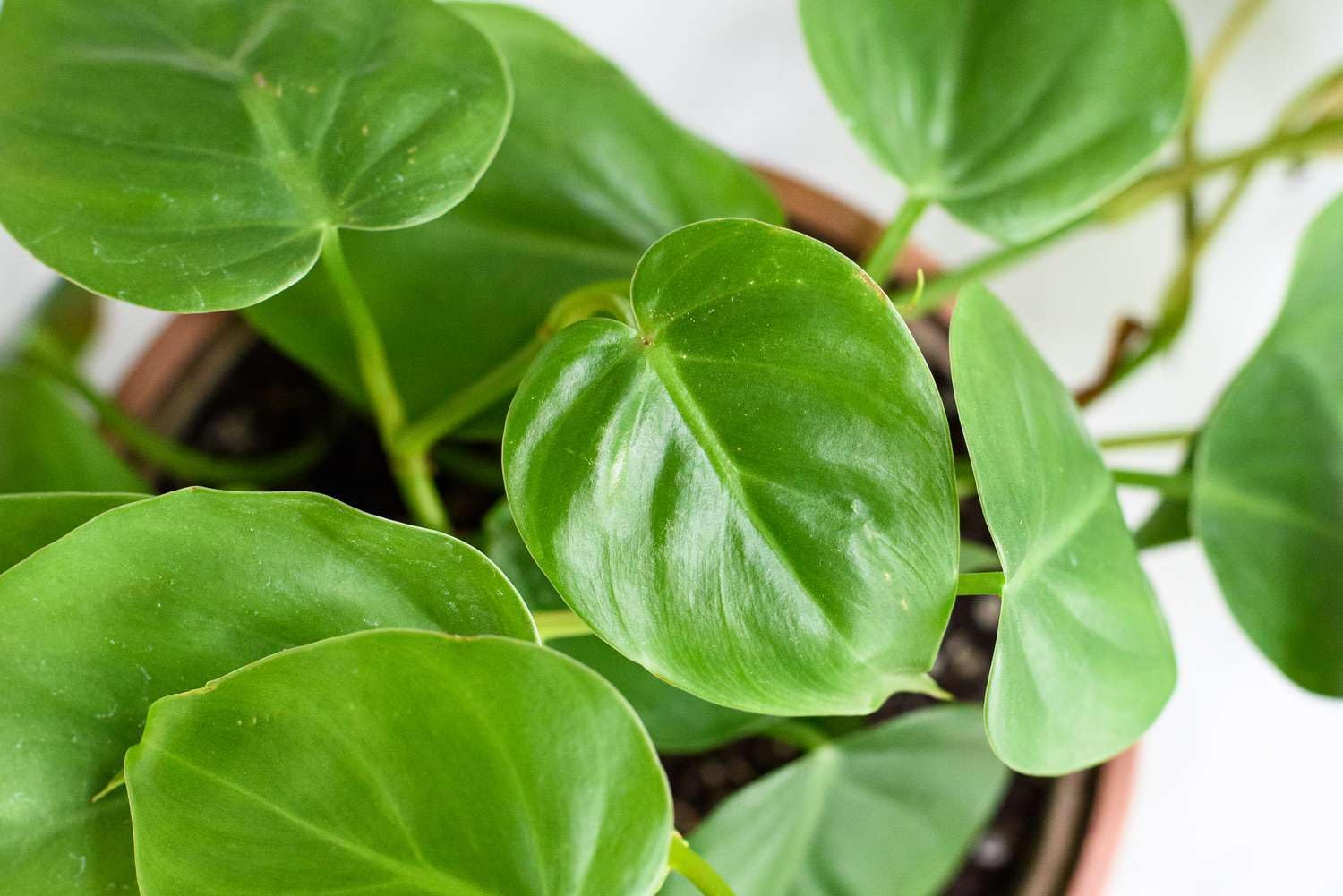 Philodendron Plant Seeds for Planting, 100 pcs - Plant for planting in home garden