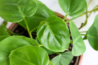 Philodendron Plant Seeds for Planting, 100 pcs - Plant for planting in home garden
