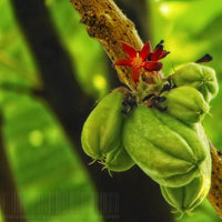 Averrhoa Bilimbi Cucumber Fruit Seeds