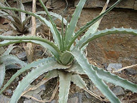 Hechtia Sp Tehuacan Seeds for Planting - NON GMO Seeds