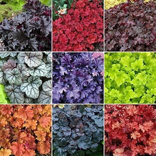 Mixed Heuchera Micrantha Seeds for Planting - Heirloom, NON-GMO Perennial Seeds for Garden & Landscaping