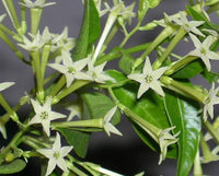 Heirloom Non-GMO Cestrum Nocturnum Flower Seeds for Planting for planting in home garden