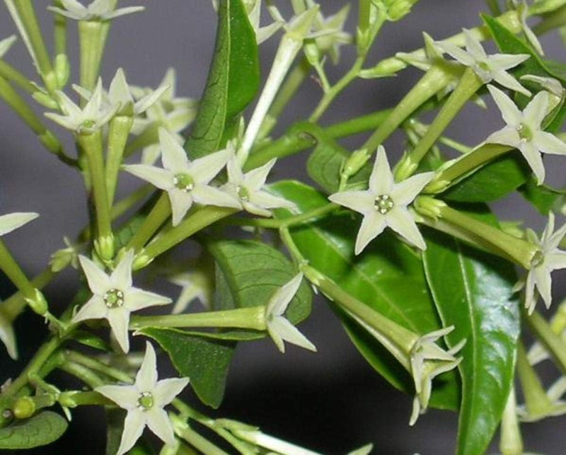 Heirloom Non-GMO Cestrum Nocturnum Flower Seeds for Planting for planting in home garden