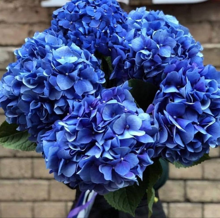 Heirloom Non-GMO Ranunculus Flower Seeds for Planting ƒ?? Blue Blooms, Vibrant and Elegant