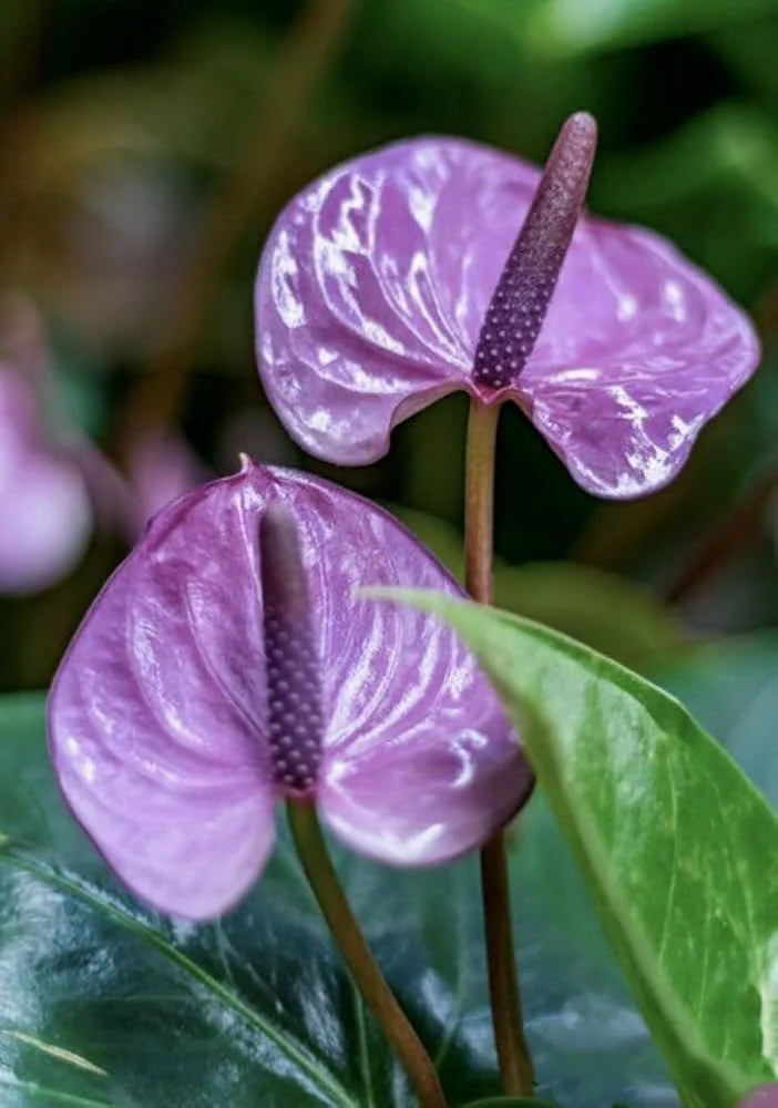 Anthurium Flower Seeds Heirloom Non GMO Planting - 100 pcs