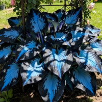 Heart-shaped hosta foliage growing in a shaded landscape
