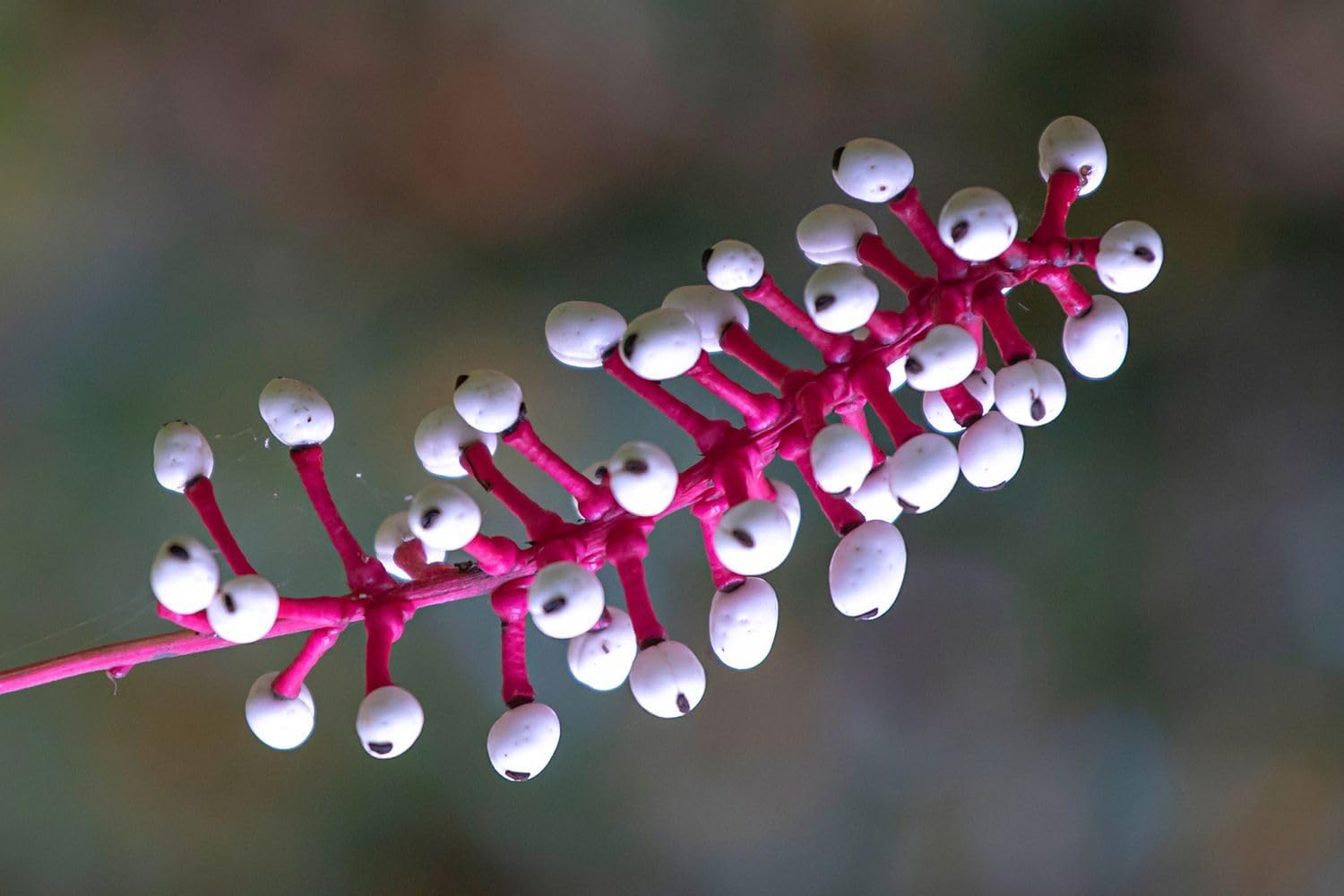 Actaea Pachypoda Flower Seeds – Heirloom Non-GMO Seeds for Unique Woodland Garden Planting