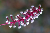 Actaea Pachypoda Flower Seeds – Heirloom Non-GMO Seeds for Unique Woodland Garden Planting